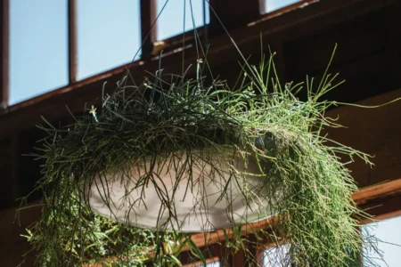 comment entretenir une plante suspendue